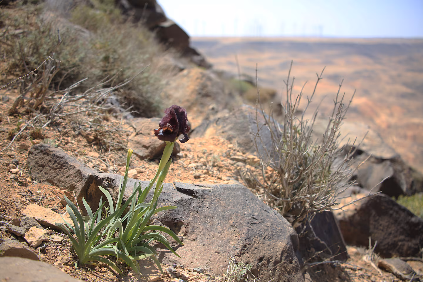 A black iris flower growing in Wadi Rum