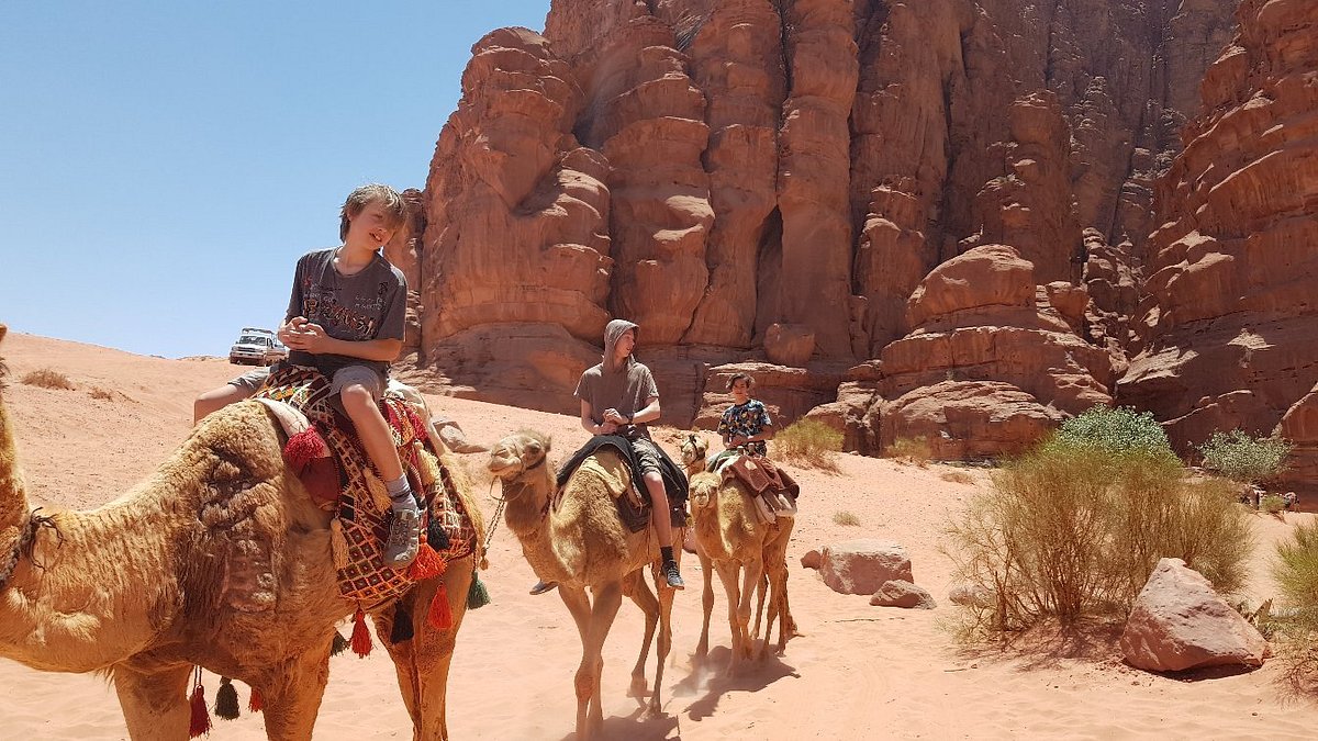 A camel in the desert landscape of Wadi Rum